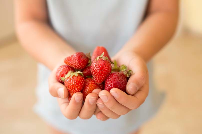 Person hold a double hand-full of ripe strawberries