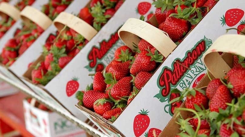 Baskets of Patterson Farms Srawberries