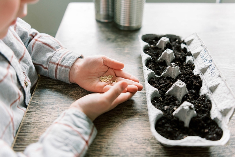 Child planting seeds in egg carton garden