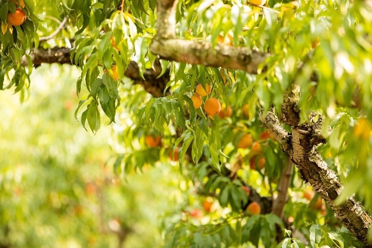 Crown Orchard Company