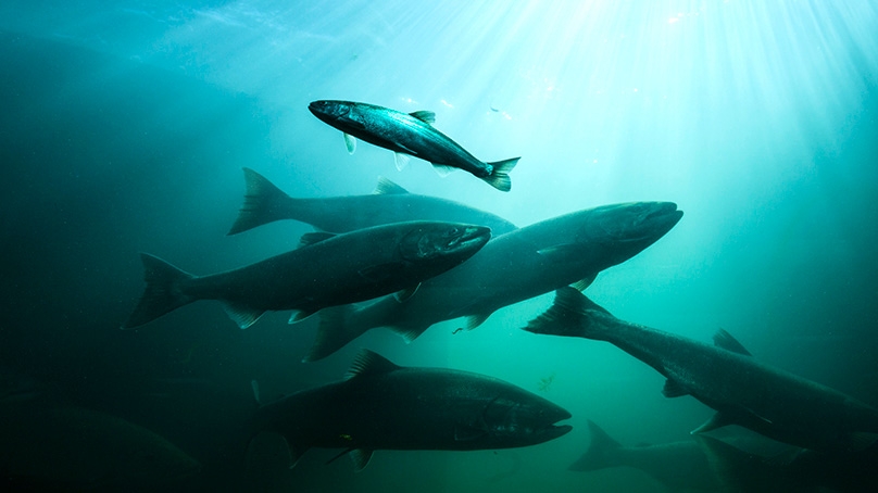 Live Salmon in River