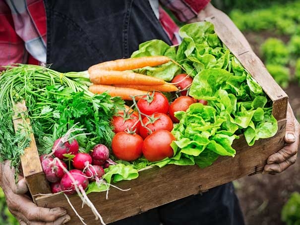 The Perfect Time to Pick Your Produce